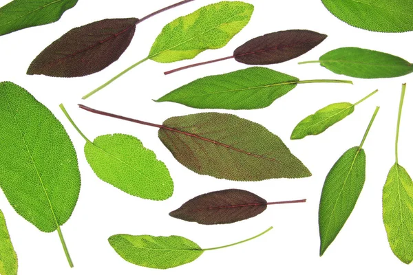 Leaves Various Sage Salvia Isolated White Background — Stock Photo, Image