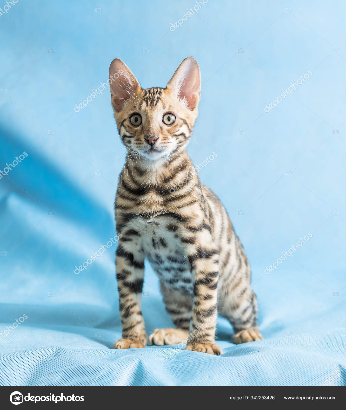 Blue Bengal Kittens