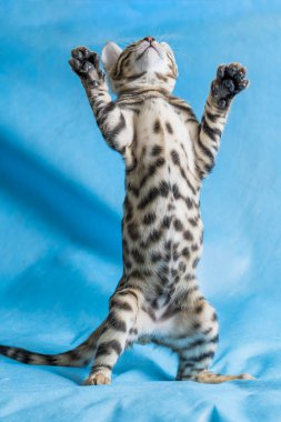 A pet, a Bengal kitten, plays on a blue background. Bright beautiful bengal kitten.