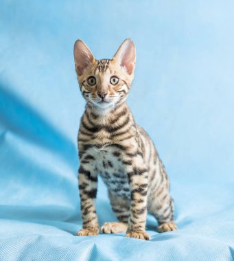 A pet, a Bengal kitten, plays on a blue background. Bright beautiful bengal kitten.