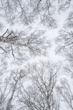 Arka planda açık beyaz gökyüzü olan karla kaplı ağaçların alçak açılı görüntüsü.