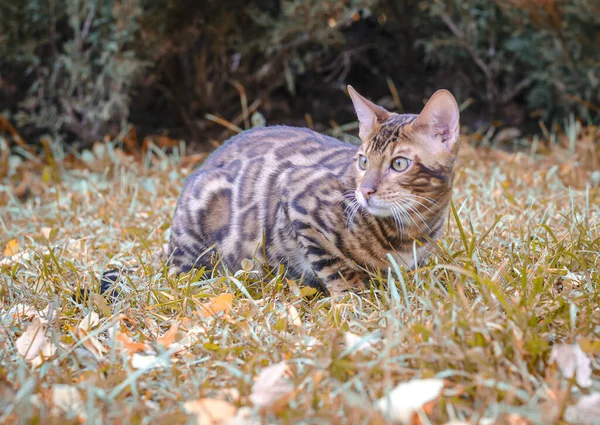 Een Schattig Jong Gestreept Bengaals Kitten Met Groene Ogen Loopt — Stockfoto