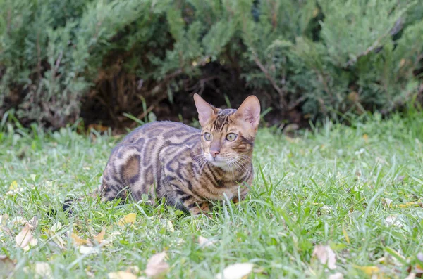 Cute Young Striped Bengal Kitten Green Eyes Walks Autumn Green — Stock Photo, Image