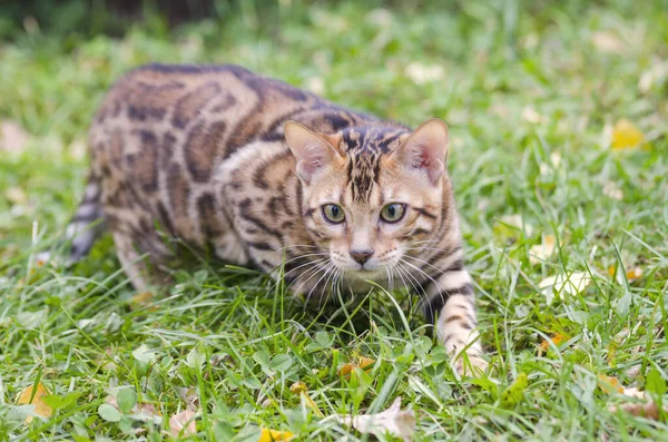 Cute Young Striped Bengal Kitten Green Eyes Walks Autumn Green — Stock Photo, Image