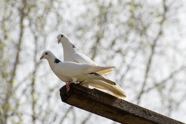 Una Coppia Amorevole Piccioni Bianchi Decorativi Siede Trespolo Sulla Cima — Foto Stock