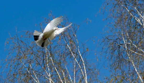 A white decorative dove flies against a blue sky and blossoming white birches. The pigeon is landing.
