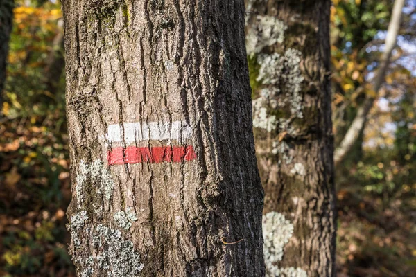 Caminhadas marca na floresta "Boa direção " — Fotografia de Stock