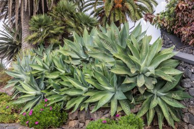 Tenerife bitkilerde yaprak üzerindeki yazıtlar ile