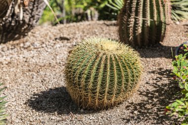 Altın varil kaktüs