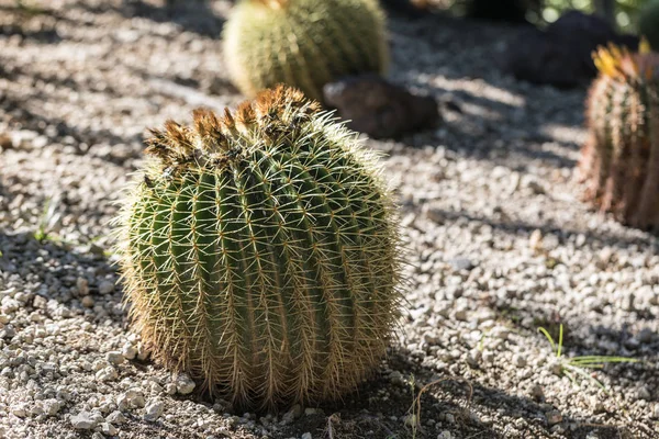 Gyllene fat cactus — Stockfoto