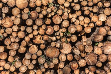 ağaç gövdelerinin yığını