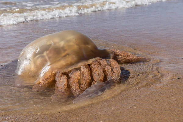 Μέδουσες που έχουν εγκλωβιστεί σε μια παραλία — Φωτογραφία Αρχείου