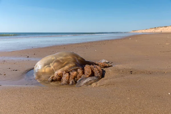 Medusas encalhadas numa praia — Fotografia de Stock