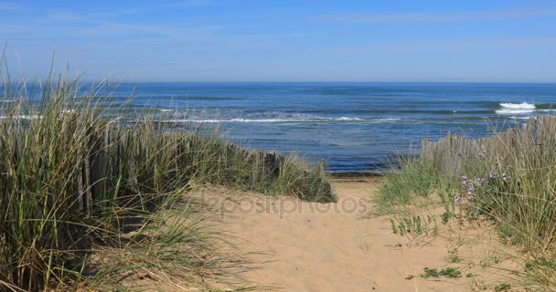 Sentiero per la spiaggia — Video Stock