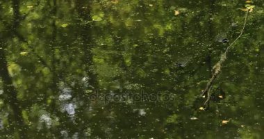 Stream des sourdes in Port Boyer