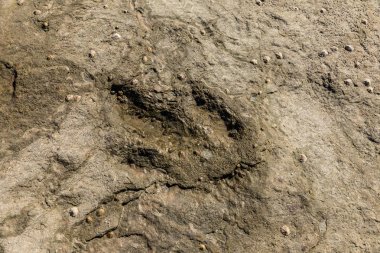 Dinozor ayak izi kaya