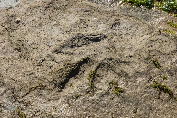 Pegada de dinossauro na rocha — Fotografia de Stock