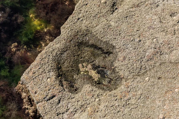 След динозавра в скале — стоковое фото