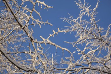 Mavi gökyüzüne karşı beyaz kar altında ağaç dalları