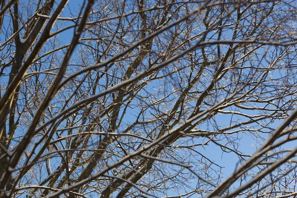 Gelo Nas Pontas Dos Galhos Árvore Céu Azul — Fotografia de Stock