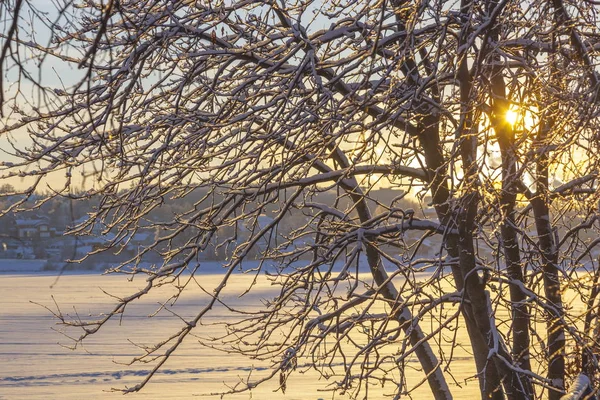 Pôr Sol Amarelo Inverno Através Dos Galhos Árvore — Fotografia de Stock