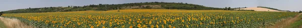 Panorama Verde Campo Girassóis Amarelos — Fotografia de Stock