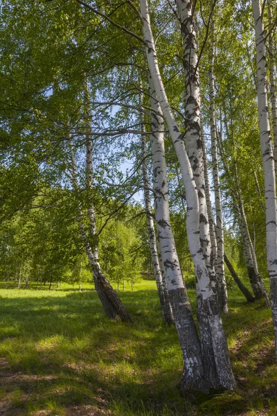 Grönt Sommarlandskap Centrala Ryssland — Stockfoto