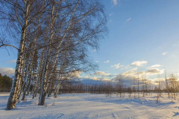 Russische Birke Schnee Und Blauem Himmel Hintergrund — Stockfoto