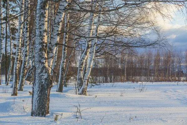 Ρωσική Birch Στο Χιόνι Και Μπλε Φόντο Του Ουρανού — Φωτογραφία Αρχείου