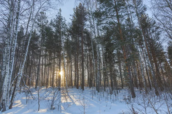 Χειμερινό Δάσος Και Κίτρινος Ήλιος Ανάμεσα Στα Δέντρα — Φωτογραφία Αρχείου