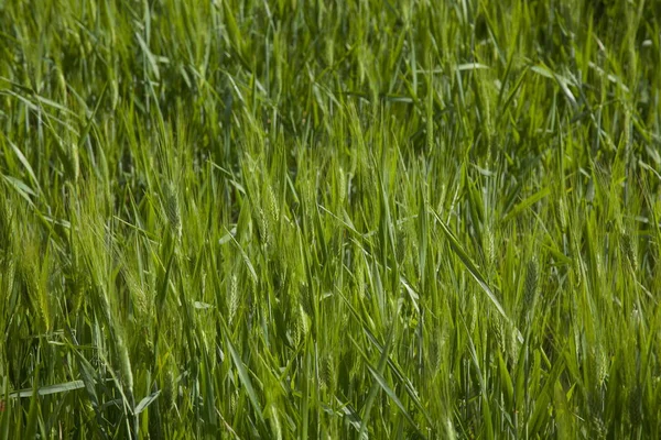 Orelhas Verdes Culturas Cereais Fundo — Fotografia de Stock