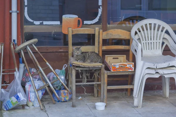 Gato Gris Una Silla Vieja — Foto de Stock