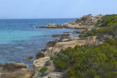 Çam ağaçları ve taş ile deniz plaj