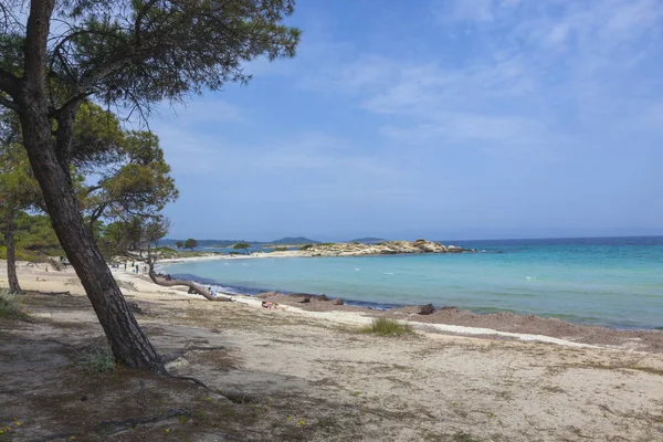 Sea Beach med tallar och stenar — Stockfoto