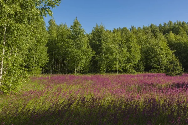 Summer landscape in the Midland of Russia — Stock Photo, Image