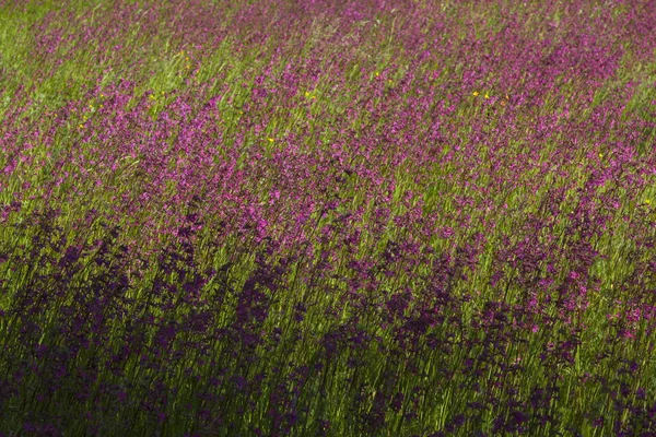 领域紫罗兰色花的背景 — 图库照片