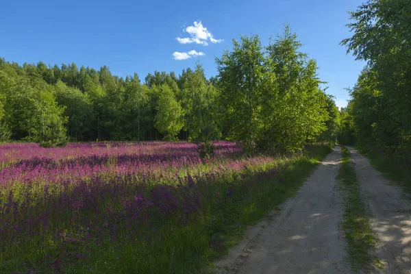 Summer landscape in the Midland of Russia — Stock Photo, Image