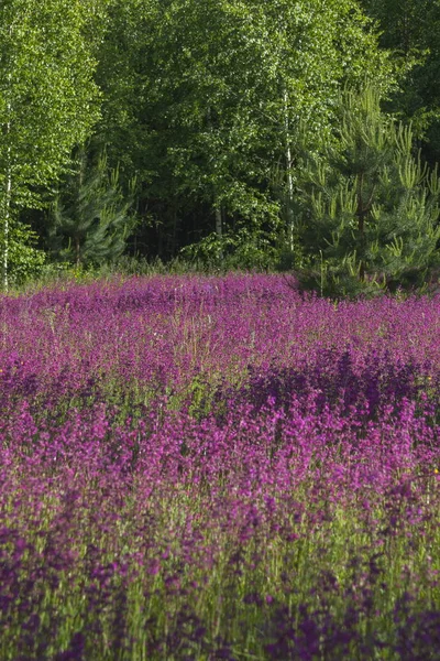 Sommerlandschaft in der Mitte Russlands — Stockfoto