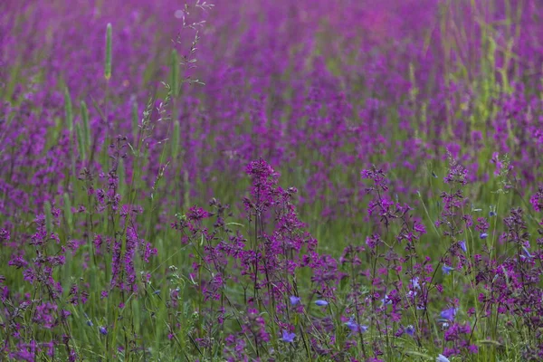 Fundo de flores violeta campo — Fotografia de Stock