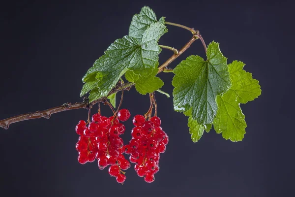 Ein Zweig der roten Johannisbeere mit Regentropfen — Stockfoto