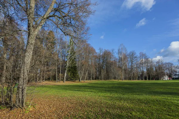 Field and birch in autumn — Stock Photo, Image