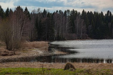 Ormandaki nehir kıyısı, mavi gökyüzü.