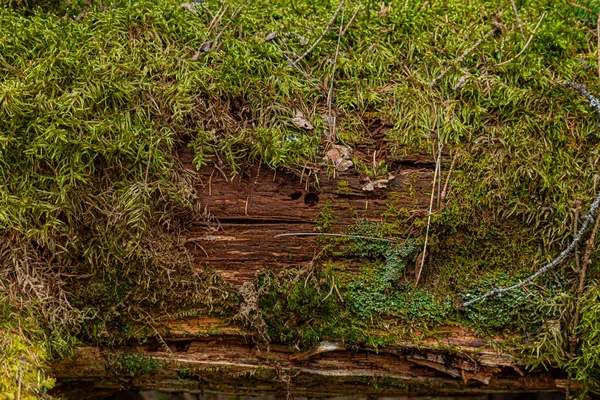 Mousse Sur Arbre Tombé Dans Forêt — Photo