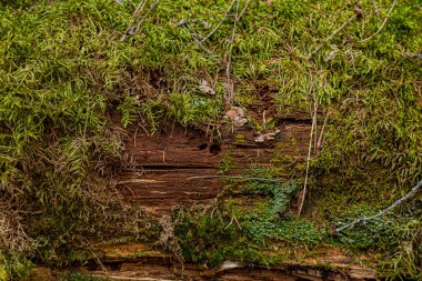 Ormanda devrilmiş bir ağaçta yosun.