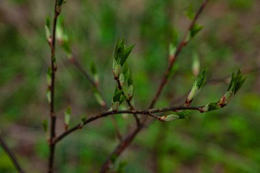 Bahar ormanlarında genç yapraklar