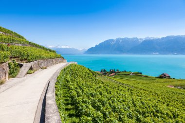 Lavaux bölgesi - Terrasses de Lavaux teraslar, Switz üzüm bağları