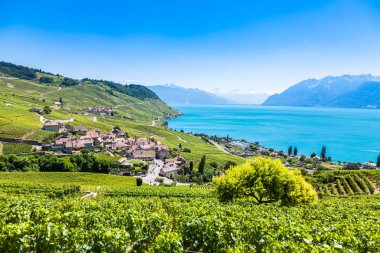 Lavaux bölgesi - Terrasses de Lavaux teraslar, Switz üzüm bağları