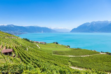 Lavaux bölgesi - Terrasses de Lavaux teraslar, Switz üzüm bağları