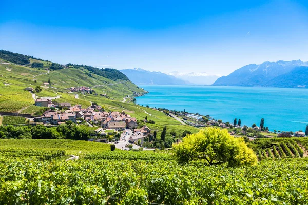 Viñedos en la región de Lavaux - Terrazas de Lavaux, Suiza —  Fotos de Stock