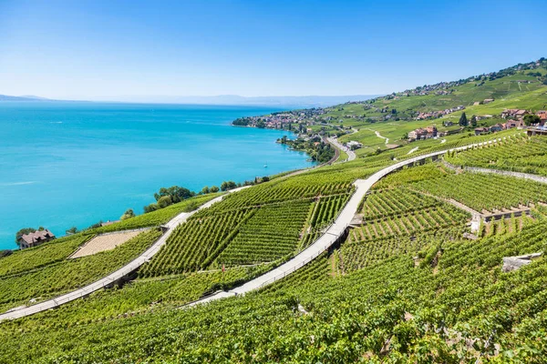 สวนองุ่นในภูมิภาค Lavaux Terrasses de Lavaux Terrace, Switz — ภาพถ่ายสต็อก